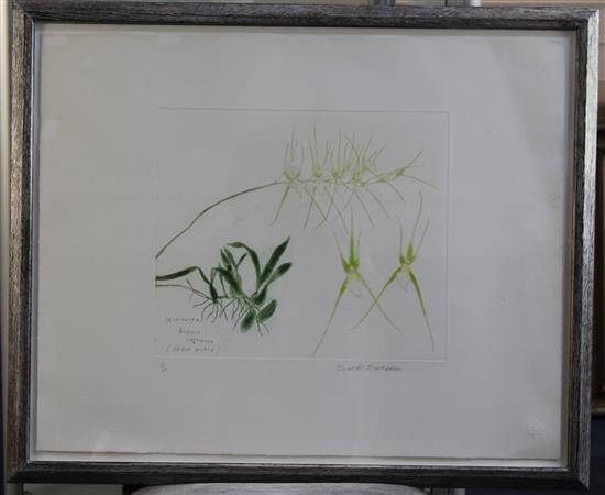 Elizabeth Blackadder (1931-) Spider Orchid, Orchidaceae Brassia Verrucosa 1993, overall 20 x 24.75in.